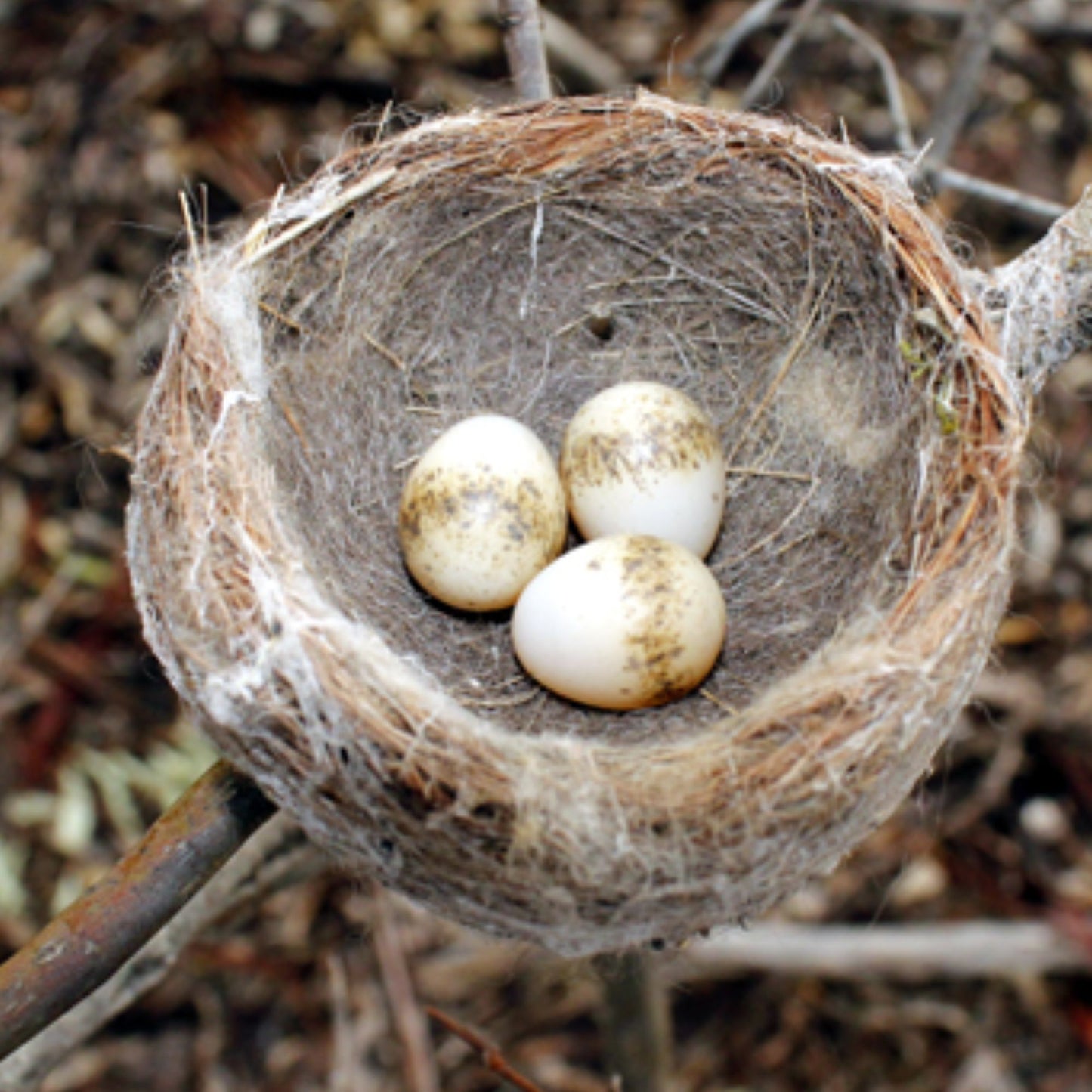 Willie Wagtail Egg Stud Earrings - Mini Bird Egg Series