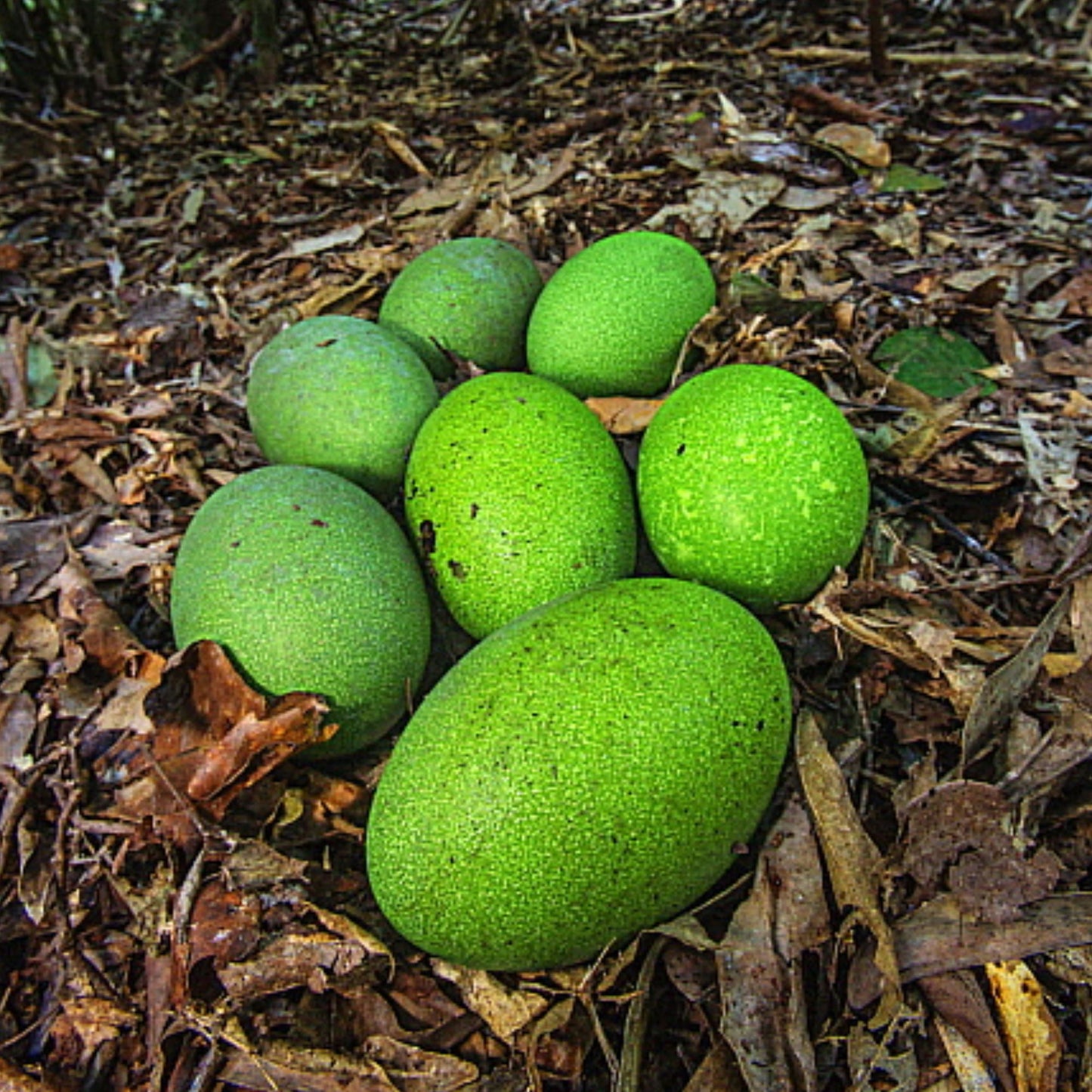 Cassowary Egg Stud Earrings - Mini Bird Egg Series