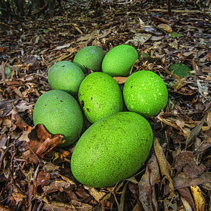 Cassowary Egg Stud Earrings - Mini Bird Egg Series
