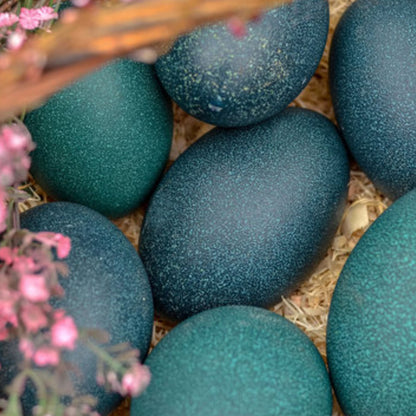 Emu Egg Stud Earrings - Mini Bird Egg Series