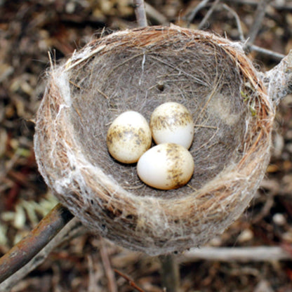 Willie Wagtail Egg Stud Earrings - Mini Bird Egg Series