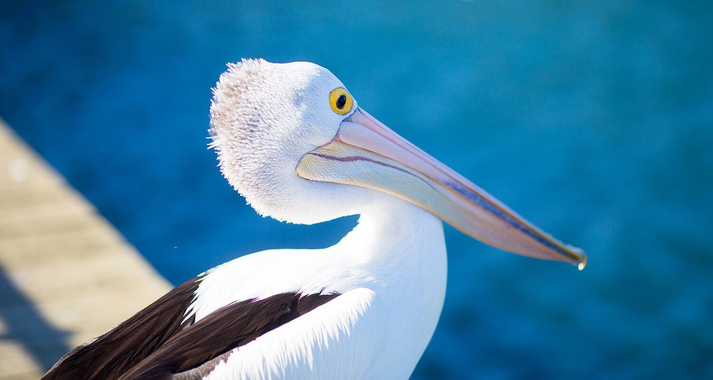 BINKABU pelican stud earrings